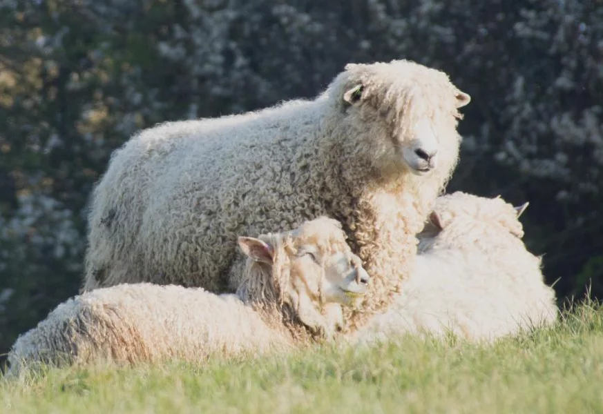 Cotswold Lions