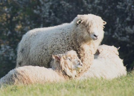 COTSWOLD SHEEP CALLED LIONS